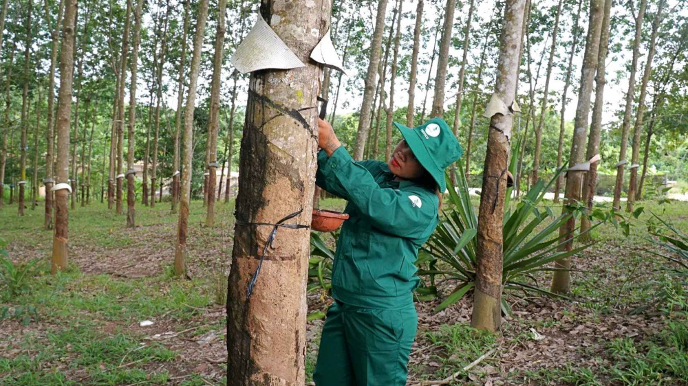Cao su Đồng Phú (DPR): Giá cao su đạt kỷ lục 50 triệu đồng/tấn, hưởng lợi đến ít nhất nửa đầu năm sau 